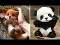 10 ANIMAUX les plus MIGNONS qui vont vous faire CRAQUER ! | Nalak