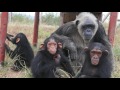 Goodbye La Vieille - A Legendary & Loving Tchimpounga Chimp