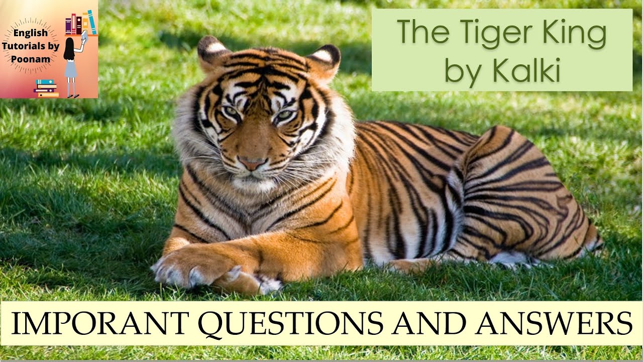 What is the real tiger king? Answer: The Siberian tiger