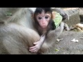 Life of monkeys Ep72, poor baby monkey, baby monkey with mom, life of po...