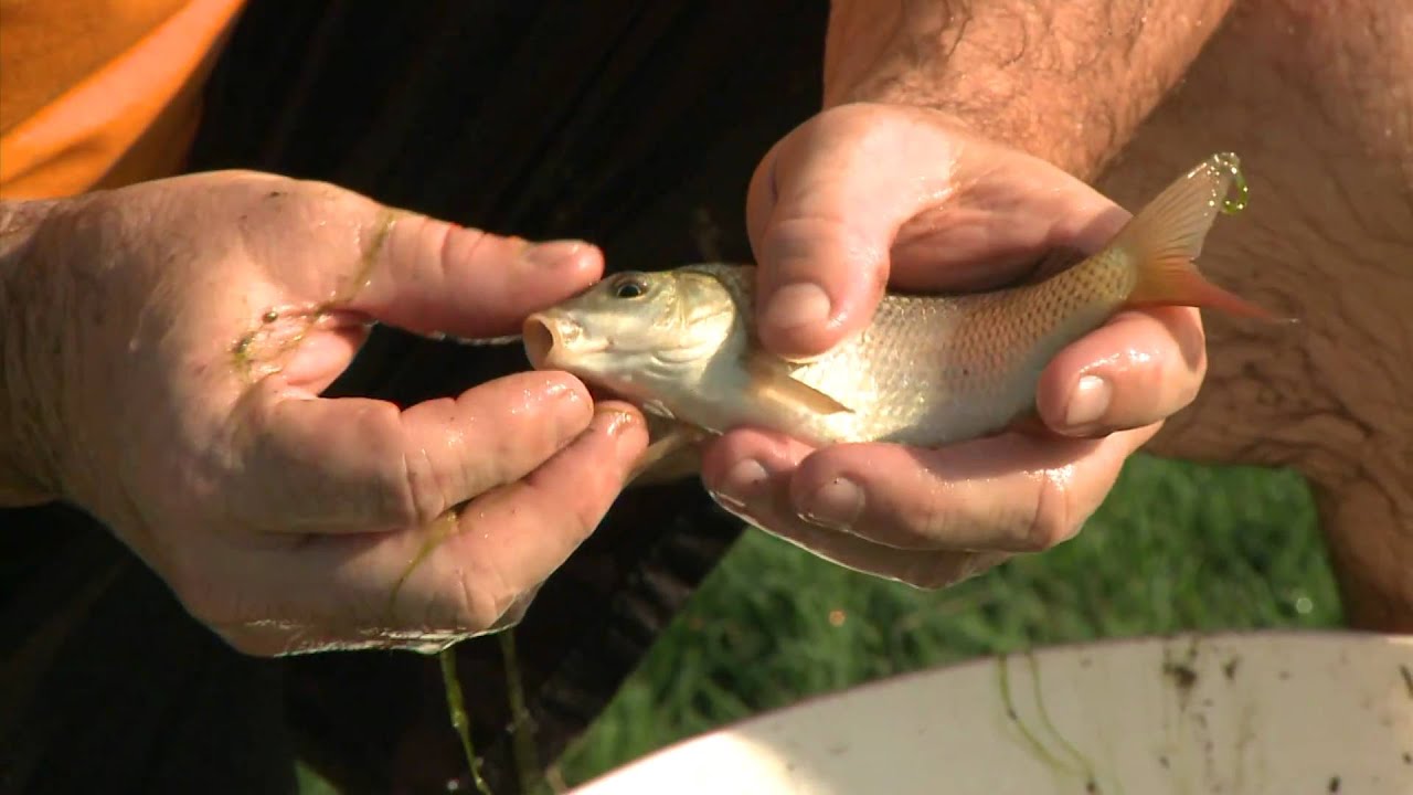 A Walk in the Wetlands - Fish Samples (A Production of The City of Waco)