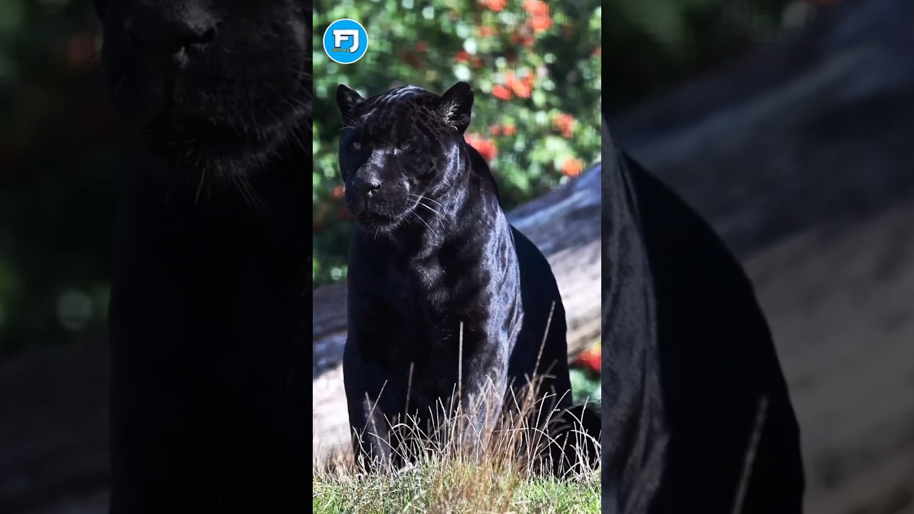 The Most Dangerous Animals On Earth 