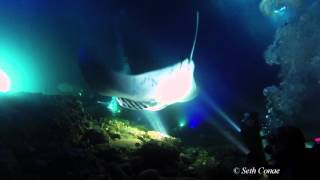 2-4-16 Manta Ray Night Dive