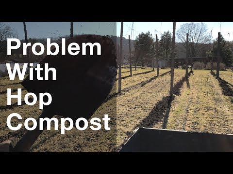 Video: Vai jūs varat kompostēt cerību augus: informācija par apiņu kompostēšanu