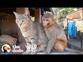 This Wild Baby Monkey is Obsessed With Her Cat  | The Dodo Wild Hearts