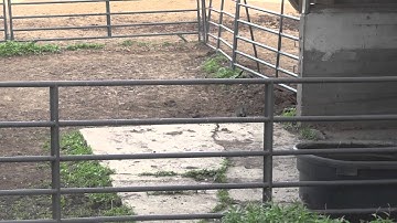 Swallows Dive-Bomb Cat