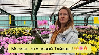 Едем смотреть орхидеи, которые выращивают в Подмосковье!🔥🔥🔥