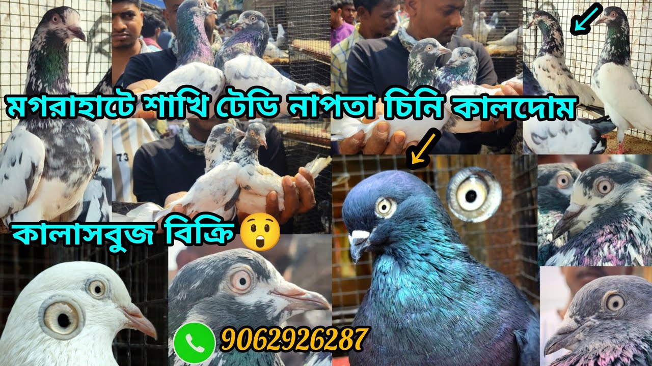 মগব়াহাটে শাখি টেডি নাপতা চিনি কালদোম কালাসবুজ কেমন দামে বিক্রি হচ্ছে চলুন দেখে আসি 🏃‍♂️