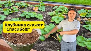 картинка: Как осенью подготовить клубнику к морозам — секрет дачника.