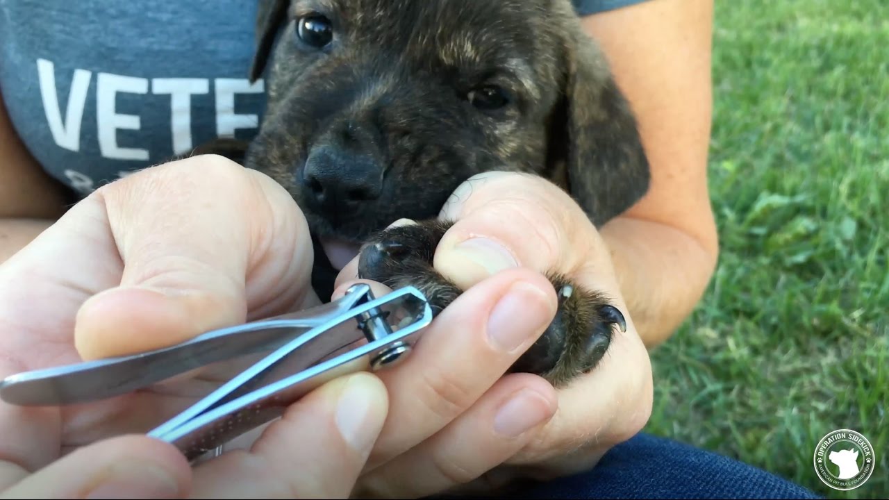 How to Trim Puppy Nails - YouTube