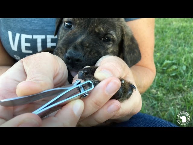 Puppy Pedi Time: Nail Trimming Made Easy 🐶💅 | Jet Pet Resort