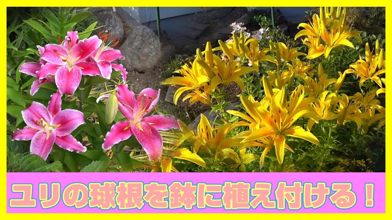 お花紹介 ユリの球根を鉢に植え付ける 鉢植え マスター ダリアン カサブランカ Youtube