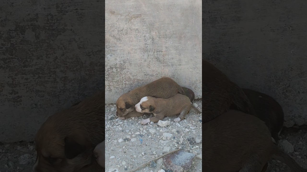 Motherless Puppies Rescue From Desert 🏜️🏝️