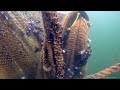 Geisternetze –Die Gefahr unter Wasser. Ein Film von Studentinnen der HMKW Berlin
