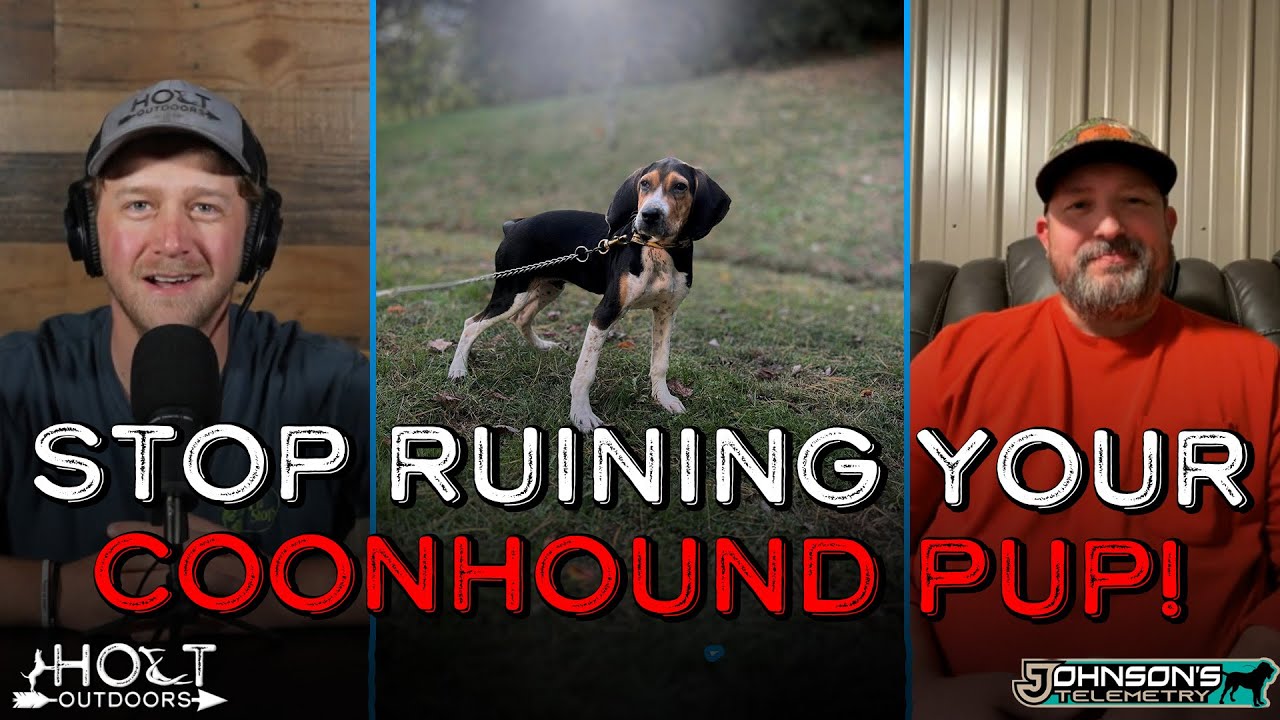 Stop Ruining Your Coonhound Pup