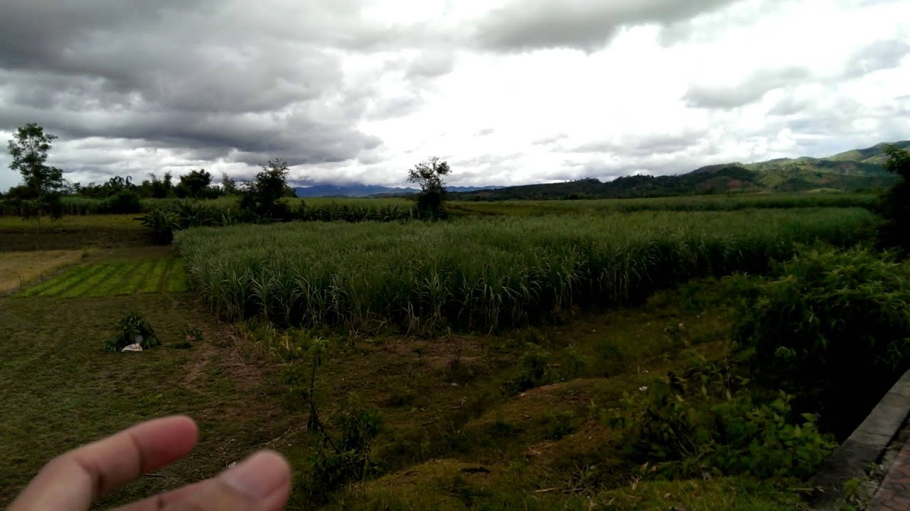 Wildlife in Vietnam - Bird Hunting in Kon Tum 2013