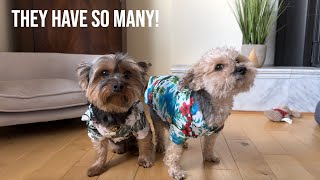 Tiny Yorkies show off their outfits!