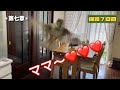 保護雀【8】名前を呼ぶと飛んでくる雀（2025年7月29日）