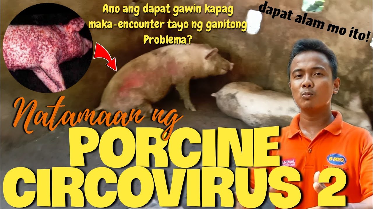 PCV2? NAKU!  ANO ANG DAPAT GAWIN SA GANITONG PROBLEMA?|Agrivelz Vlog