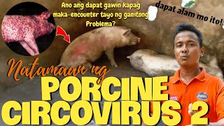 Pcv2? Naku Ano Ang Dapat Gawin Sa Ganitong Problema?Agrivelz Vlog