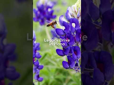 Video: Texas Blue Bonnets: Bahçede Blue Bonnet Çiçekleri Nasıl Yetiştirilir