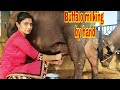 buffalo milking by hand.. village life vlogs