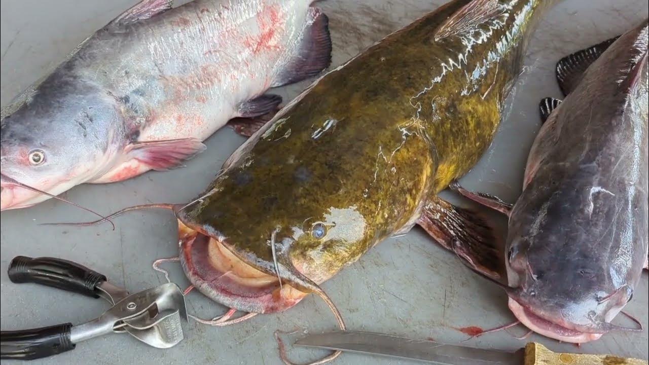How To Clean A Catfish Without Skinning How To Skin & Cut up Catfish PawPaw's OLD SCHOOL Way!!! (Cleaning Blue