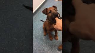 Irish terrier puppies at the vets!