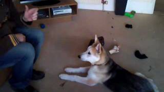 MALAMUTE PUPPY DOING TRICKS:) MY BOY NANUQ MAY YOU R.I.P BIG GUY