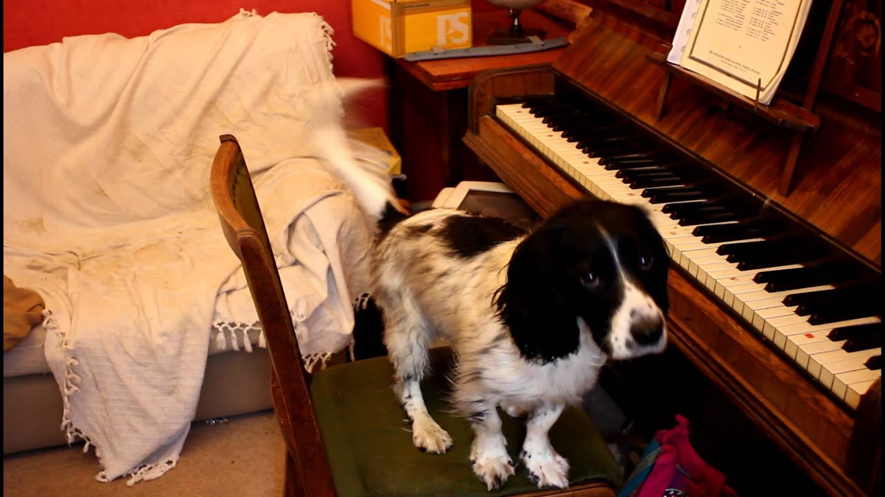 Dog Plays Piano - YouTube