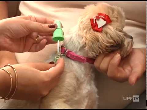 Vídeo: Estabelecimento De Babesia Vulpes N. Sp. (Apicomplexa: Babesiidae), Uma Espécie Piroplasmídica Patogênica Para Cães Domésticos