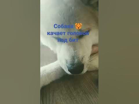 собака 🐶 качает головой под бит - YouTube