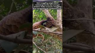 Trenggiling menelan kerikil untuk mencerna semut di dalam perut #trenggiling #shorts #pangolin