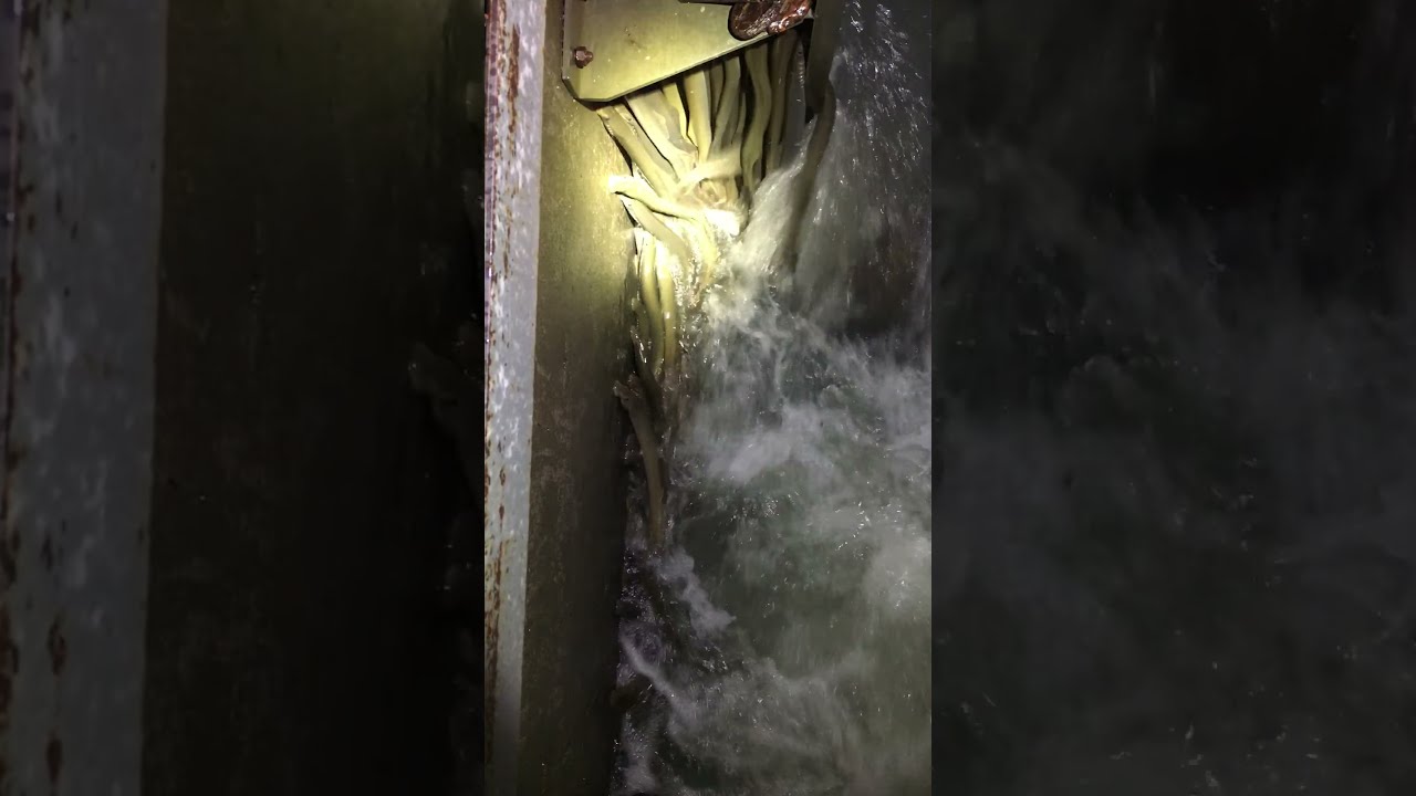 Pacific lampreys -- Looks are deceiving