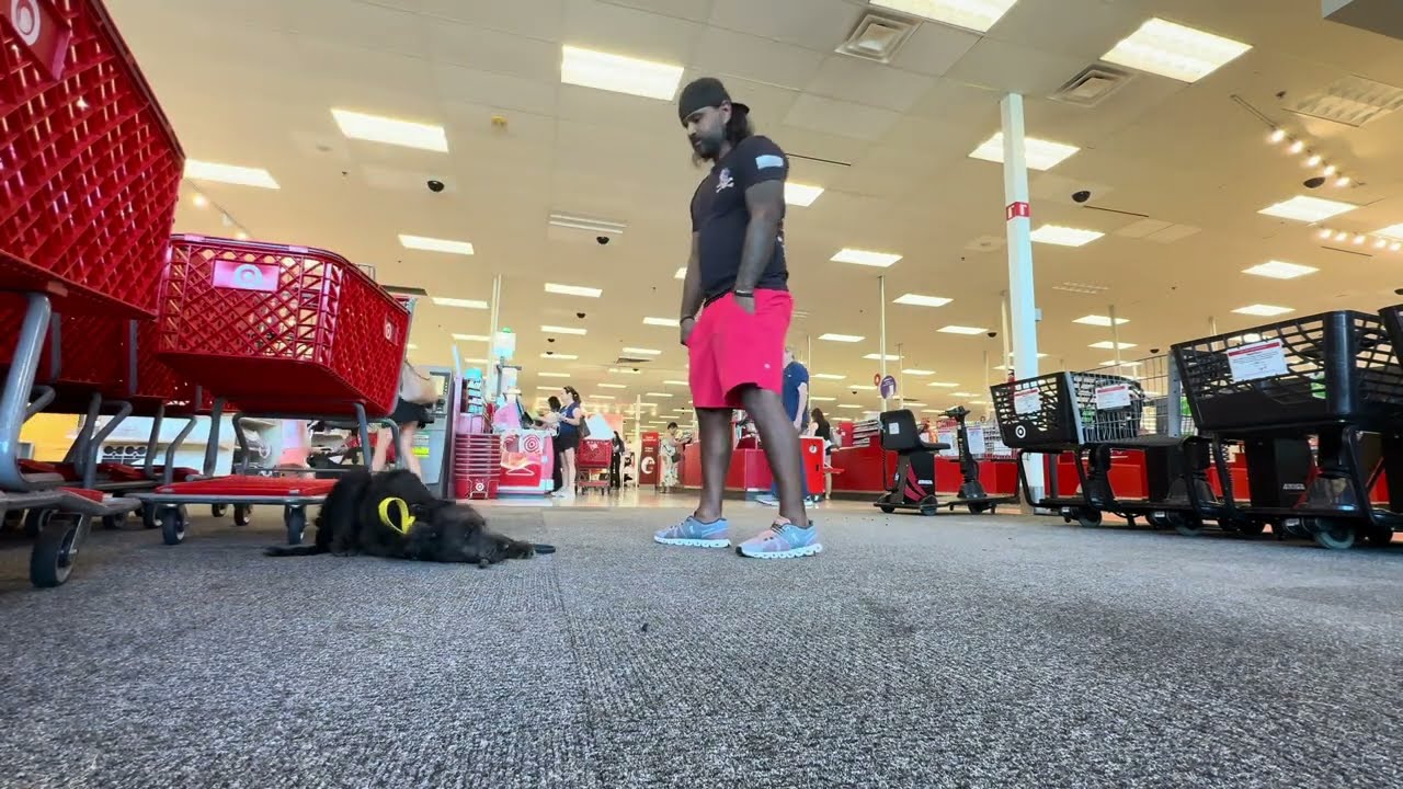 Tampa Bay | Labradoodle Lady | Tampa Bay Dog Training | Best Dog Training Tampa Bay