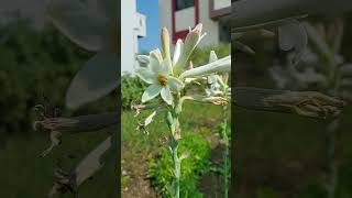 Wonder Flowers status | YTShort naturelovers  Comedyvideos Short ytshort || Swapnil Rathod ??