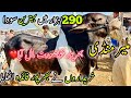 Malir Mandi Karachi Cattle Rates Update | 23 April 2024 |  Cow Mandi 2024