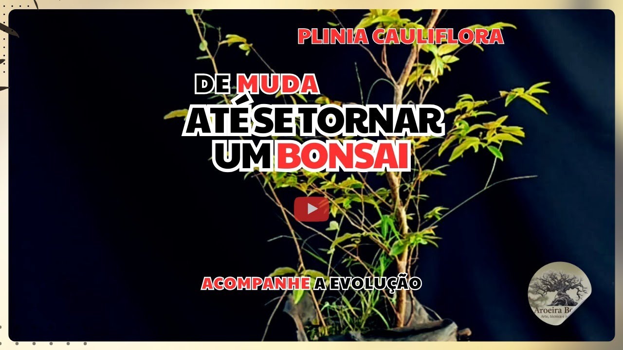 De Muda até se tornar um Bonsai - Acompanhe a evolução. 