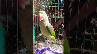 Main tota Main tota #parrot #birds #talkingparot #cute #funny #nonstoptalkingparrot