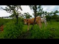 Vacas en realidad virtual | VR experience #96