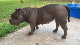 American bully 1 week after surgical ai