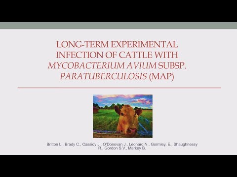 Video: Mycobacterium Avium Subsp. -Hintaan Liittyvän Naudan Sylkirauhaskoodin Karakterisointi Paratuberkuloosin Kokeellinen Haaste