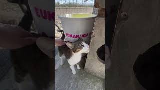 Maiko #cat #adoptstrays #labusfamily