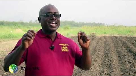 Aflatoxin Management in Maize and Groundnut