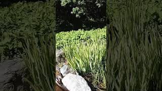 Nature Scenes #water #lilypads #bridge #sensory