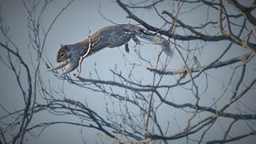 Jumping Squirrels in Slow Motion! - Lockdown Wildlife