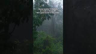 a stormy weather #music