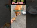 犬のまさかの行動に飼い主が涙