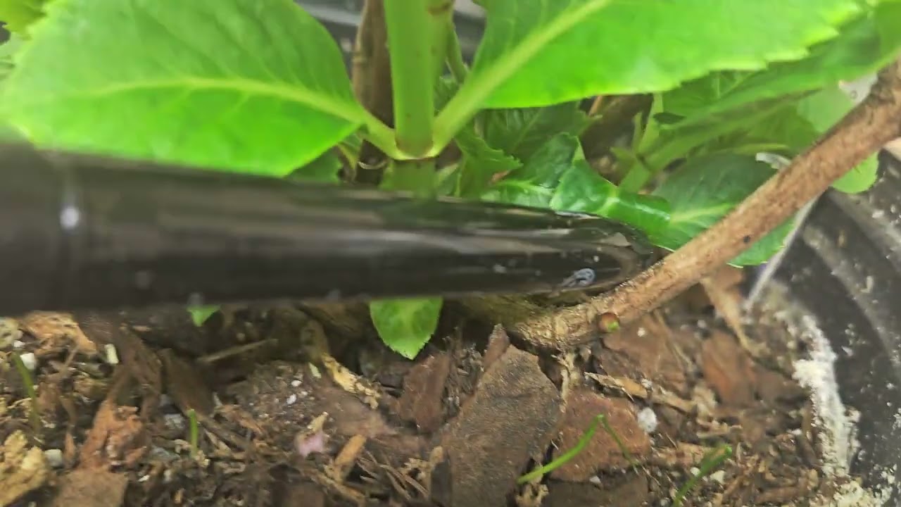 Весеннее размножение крупнолистной гортензии. Не упустите время!