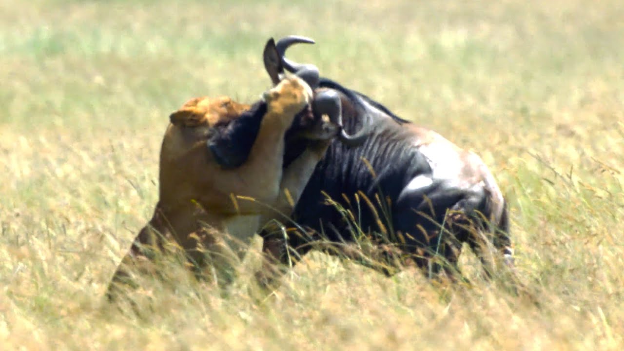 Lion Takes Down Wildebeest | 4K UHD | Dynasties | BBC Earth - YouTube